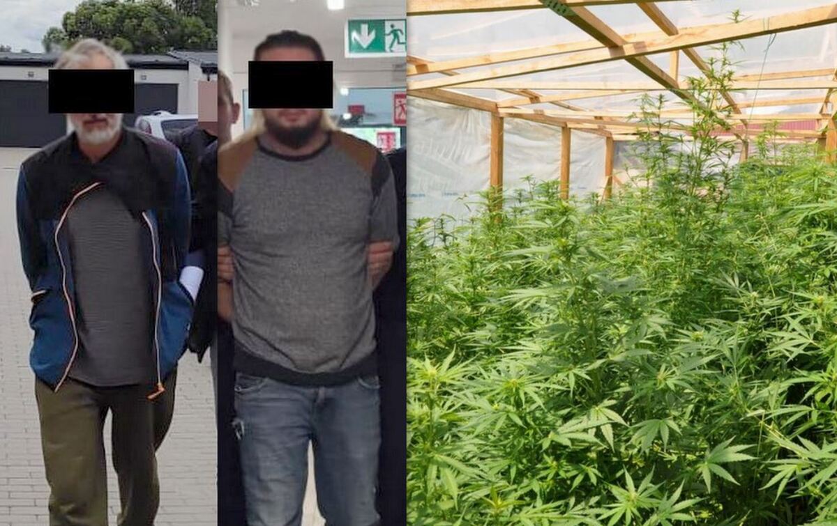 Zdjęcie podzielone na trzy części. Zatrzymani mężczyźni oraz uprawiane konopie indyjska w szklarni.
