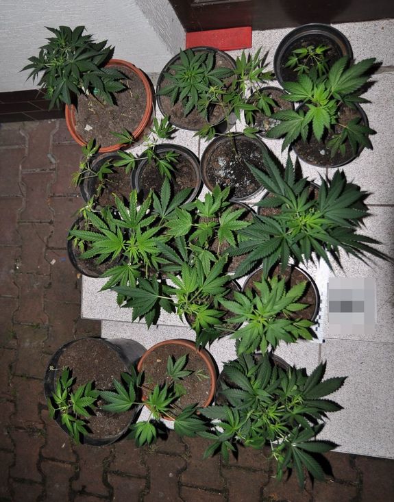 część zabezpieczonych przez policjantów sadzonek marihuany
