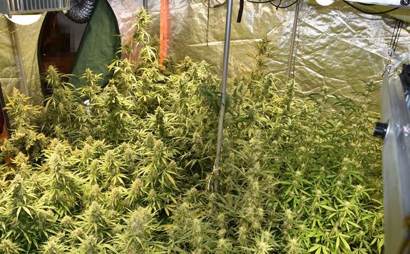 krzaki konopi w namiocie