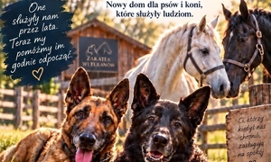 grafika ze zwierzętami